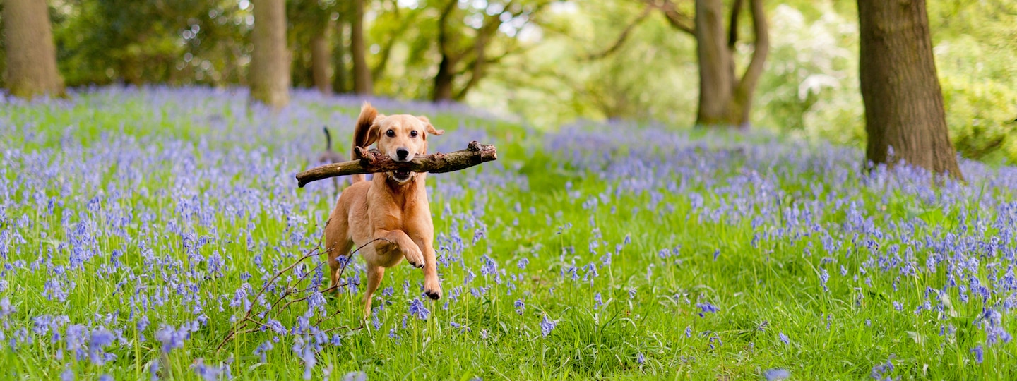Dog running in flowers in the woods holding a stick
