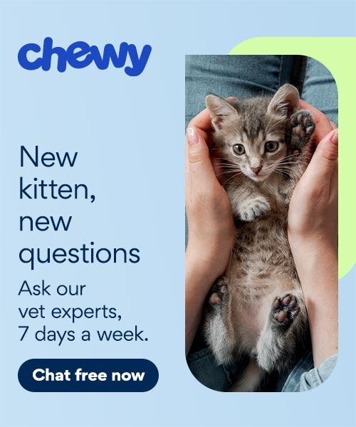 New kitten CWAV ingress UPDATED BANNER