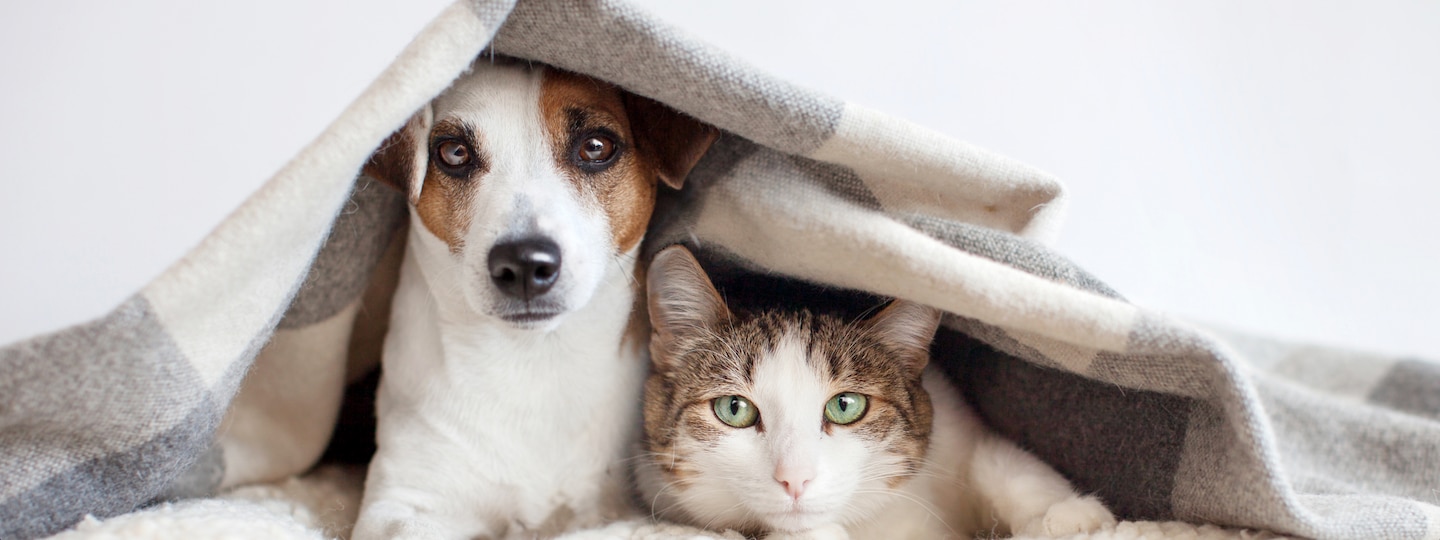 dog and cat friends under blanket