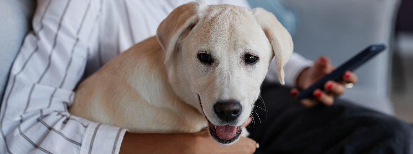 Dog comforting human