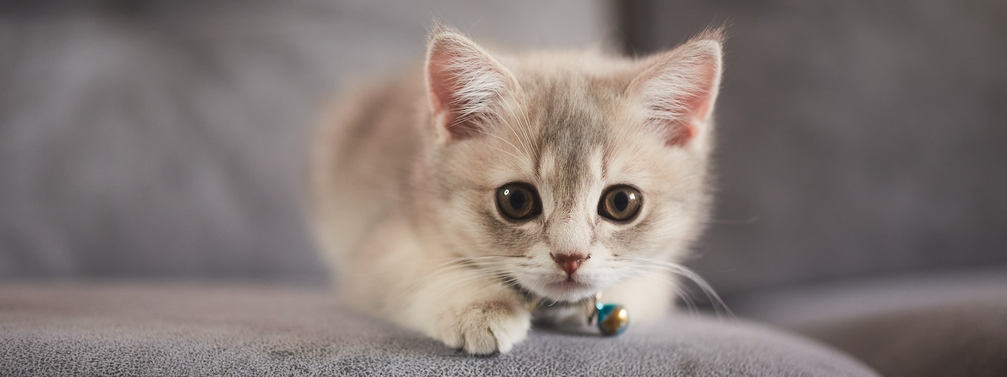 Cute kitten with bell on collar