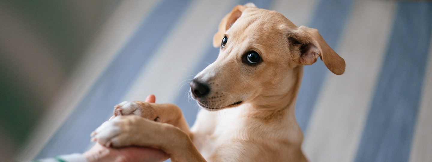 Dog offering two front paws to pet parent