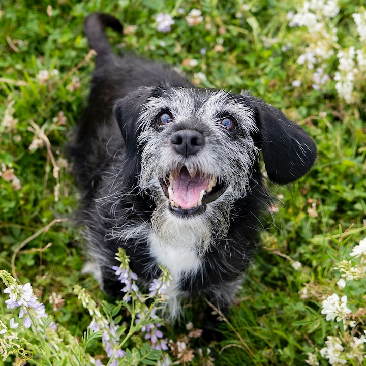 cute senior dog with graying face outside in plants