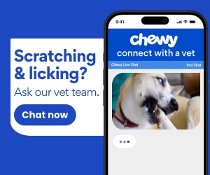 dog scratching and itching? chat with our vet team now