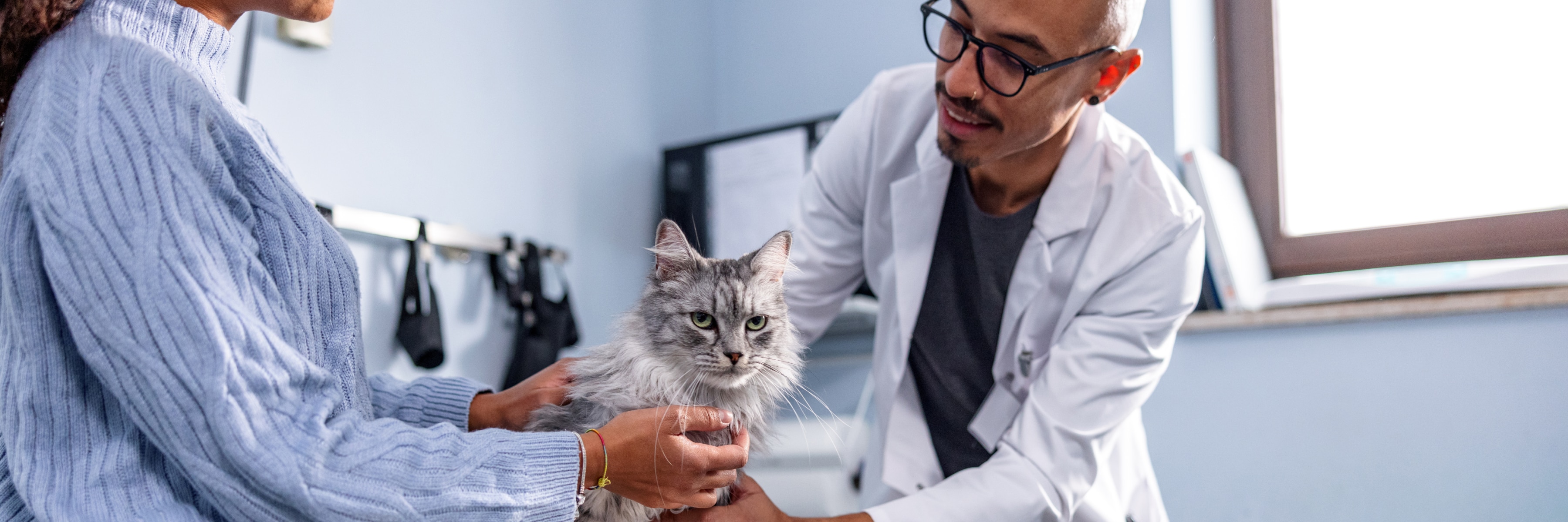 Diabetes in Cats   PetMD