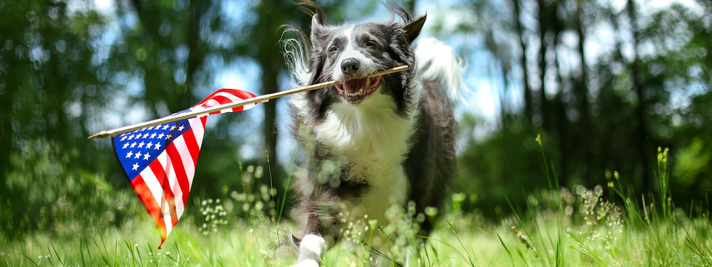 Dog running outside with american flag