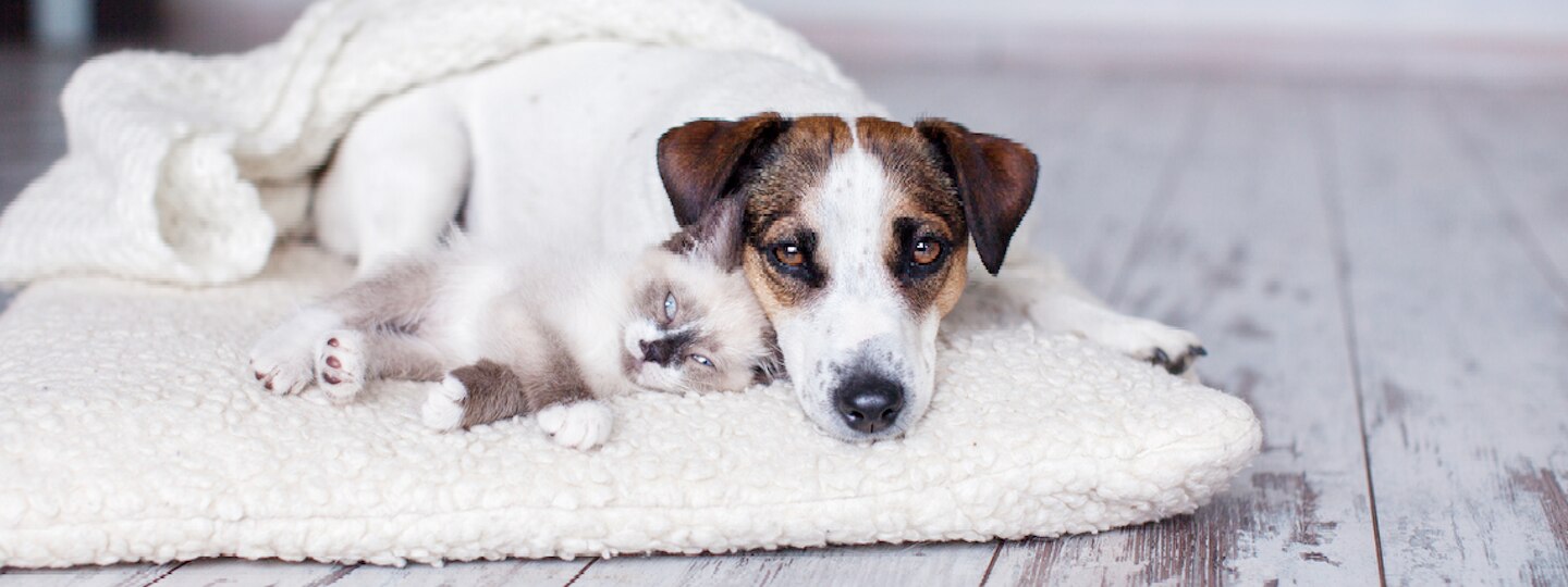 Dog and kitten cuddling under a blanket