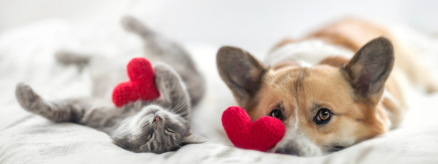 cat and dog with crafted hearts