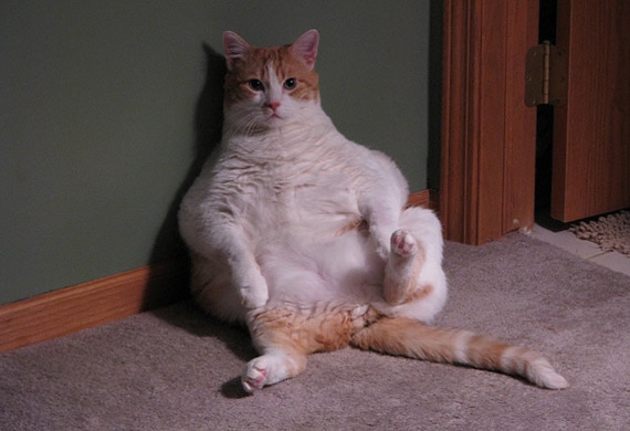 fat cats with short legs