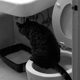 Feline Urinary Issues: The Blocked Cat