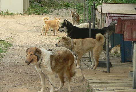S. Korea to Tighten Penalties for Animal Cruelty