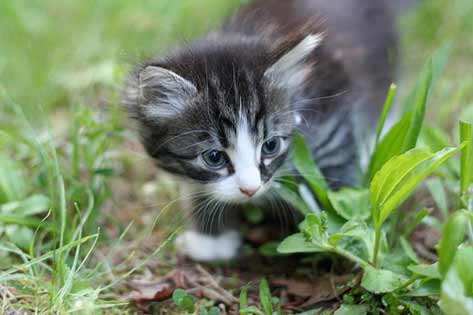 A Cat Lover's Guide: 6 Tips for Going 'Green'
