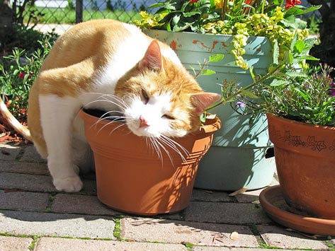 10 Herbs to Improve Your Cat's Health