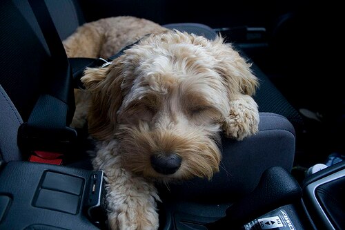 Car Travel for the New Pup
