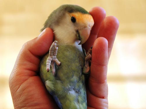 How to Train a Baby Parrot: 10 Tips