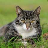 Older Cats and Protein – A Delicate Balance