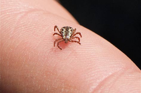 How Do Common Tick Medications for Pets Work?