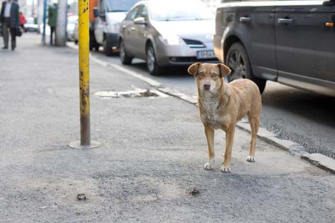 Romania No Safe Haven for Stray Dogs