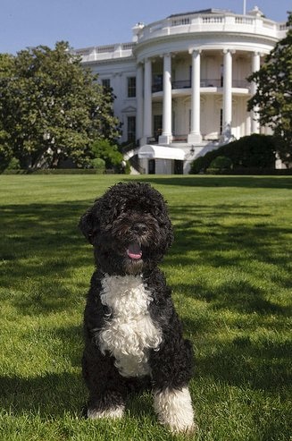 Fun Facts on the Portuguese Water Dog