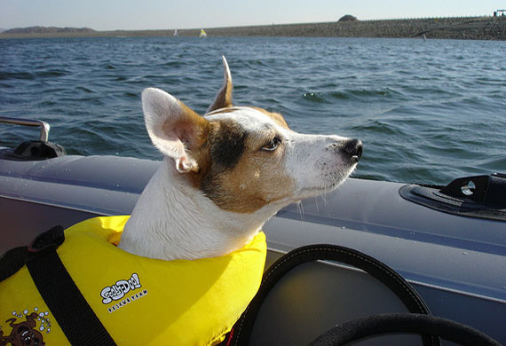 Top Ten Water Sports for Dogs | PetMD