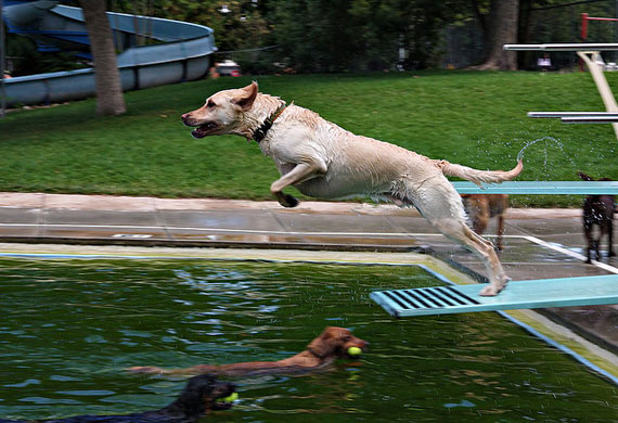 Top 10 Sports and Activities for Dogs