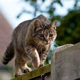 Outdoor Cats and Their Impact on the Environment