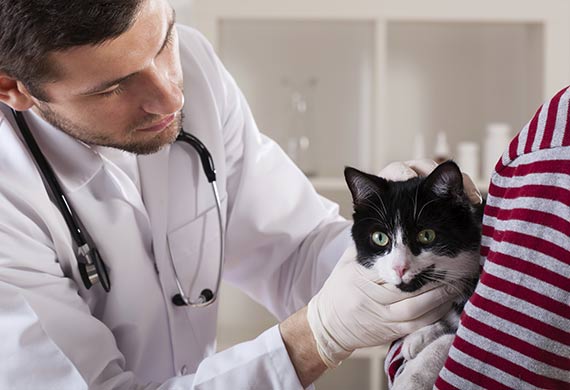 5 Rare Cat Diseases | PetMD