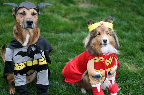10 Halloween Safety Tips for Pets