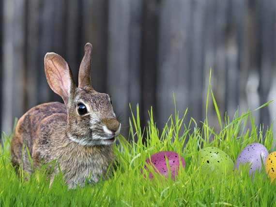 Beware the Lure of the 'Easter Bunny'