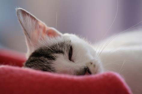 Why Do Cats Sleep So Much?