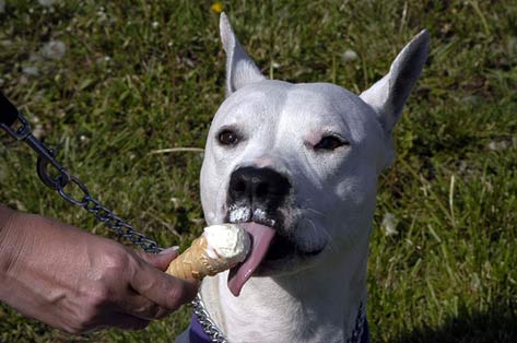Nestle Offers Ice Cream Treat for Lactose-Intolerant Dogs