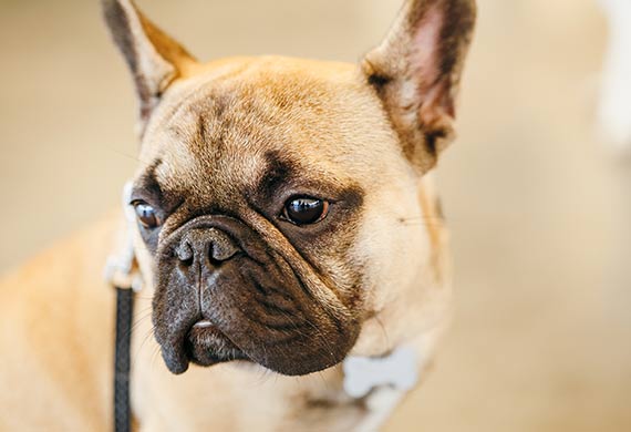 Canine Distemper Symptoms and Prevention | PetMD