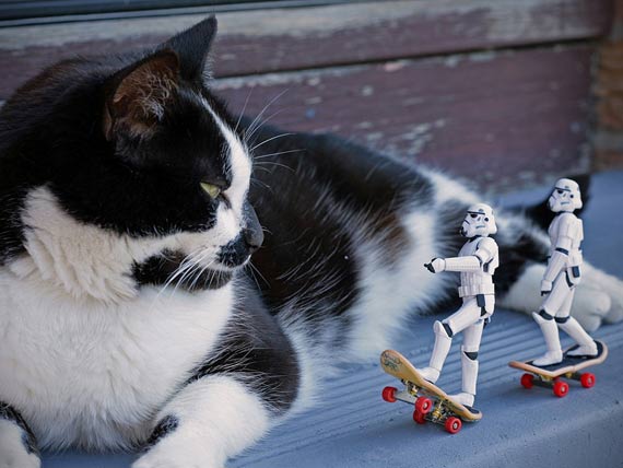Top 5 Pet Lessons I’ve Learned From "Star Wars"