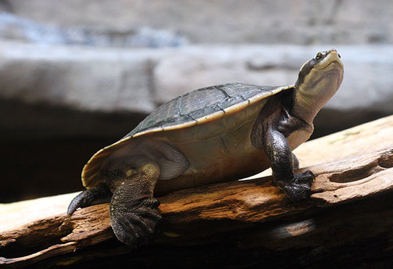 How to Keep Your Pet Turtle Healthy and Happy | PetMD