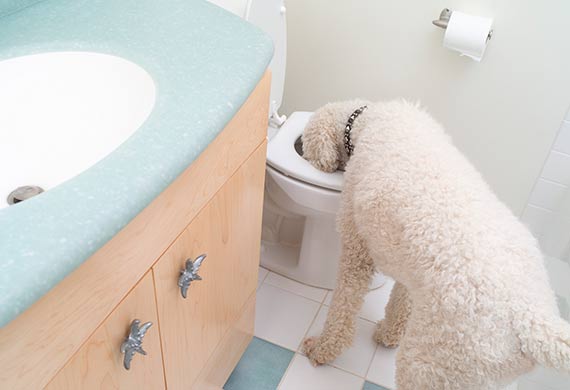 can dogs drink bore water