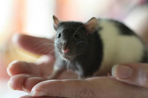 Would You Buy Your Grandkids a Pet Rat?