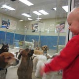 Top 13 Questions to Ask a Doggie Day Care Facility