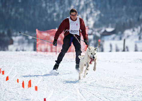 Skijoring: A Combination of Cross Country Skiing and Dog Sledding