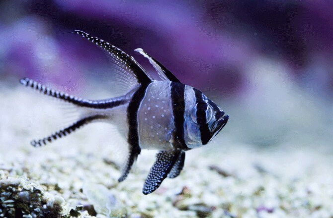 Starting a Saltwater Fish Tank | PetMD