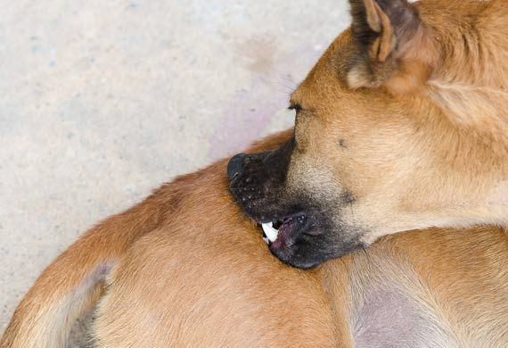 can white vinegar kill fleas on dogs