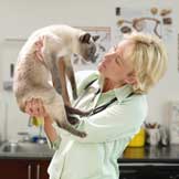 Urine Testing: Why Test Your Cat's Urine?