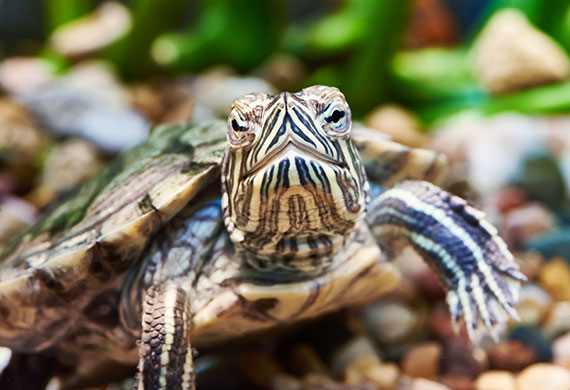 How to Keep Your Pet Turtle Healthy and Happy | PetMD