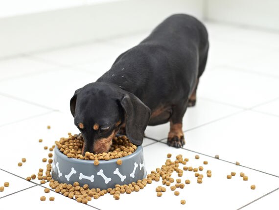 Keep Your Dog at a Perfect Weight by Feeding the Best Foods in the ...