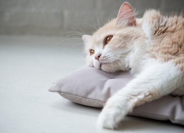 Signs, Causes, and Treatment of Anemia in Cats