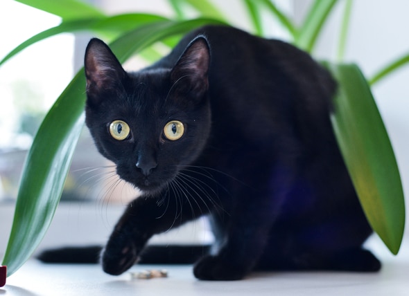 10 Hair-Raising Facts About Black Cats