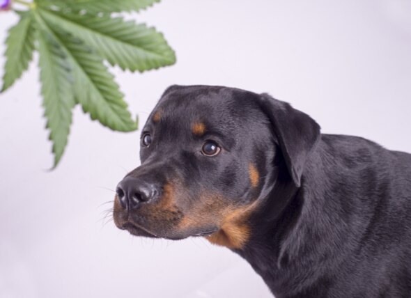 Can Dogs Get High? The Dangerous Effects of Marijuana on Dogs