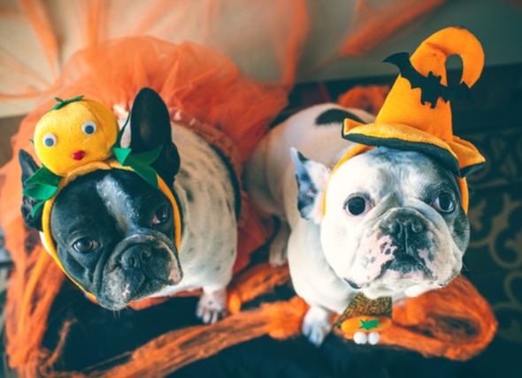 Are Some Pets Okay With Wearing Cat or Dog Costumes on Halloween?