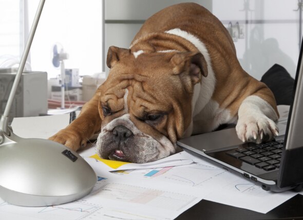 Your Dog Etiquette Checklist for Having Dogs at Work