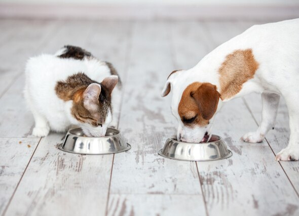 A Veterinarian’s Perspective on Grain-Free Dog Foods and Grain-Free Cat Foods