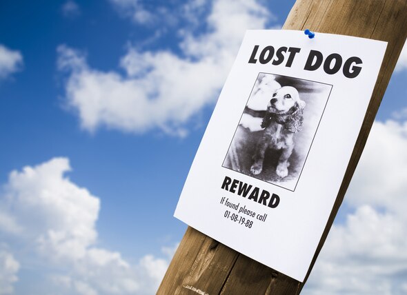 Lost Pets: What to Do If Your Pet Gets Lost on Vacation